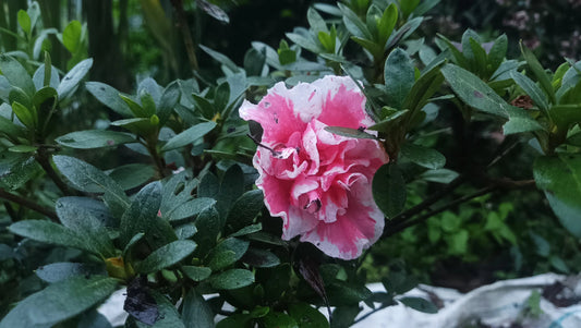 Frek Azalea ‘Albert Elizabeth’ – Premium Hybrid with Soft Bi-Color Blooms – Bare-Rooted