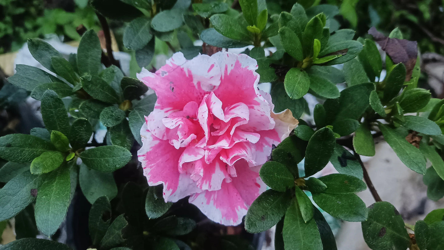 Azalea ‘Albert Elizabeth’ – Premium Hybrid with Soft Bi-Color Blooms – Bare-Rooted simple