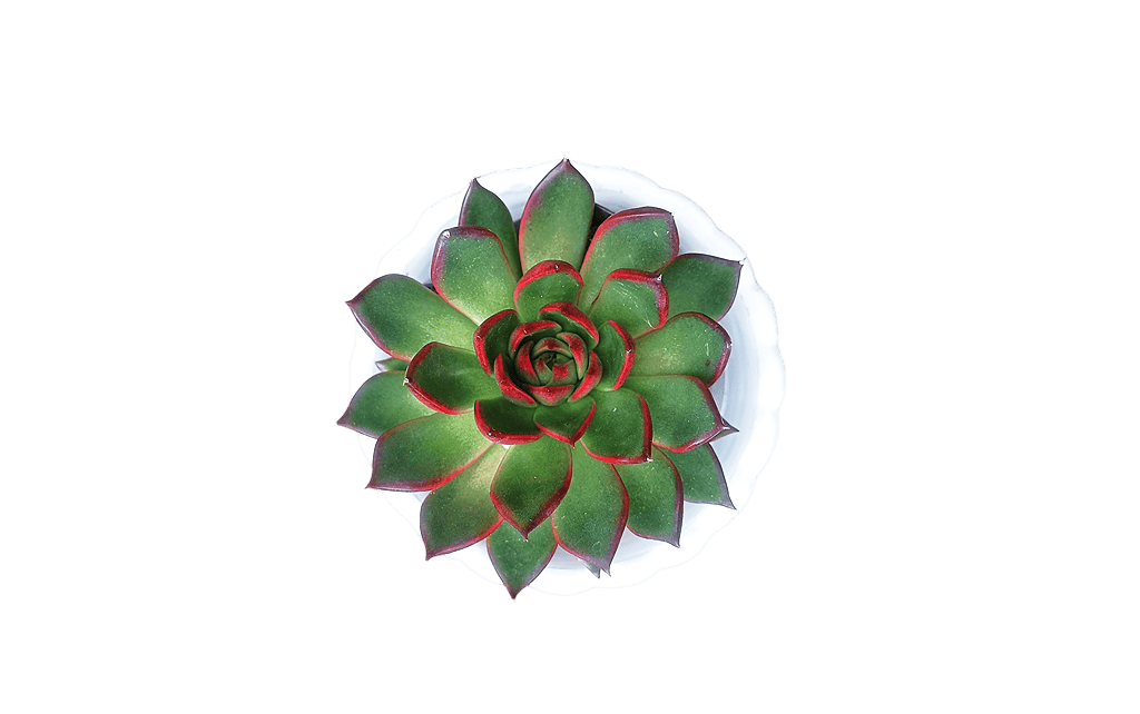 Echeveria Rubra Bare-Rooted Succulent Plant