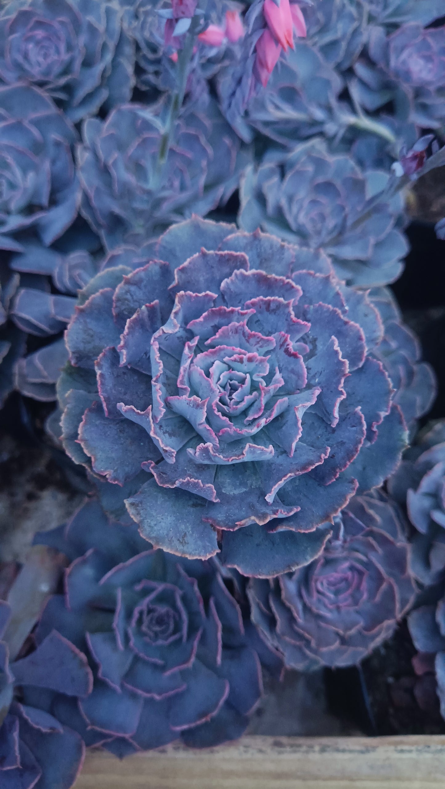 Echeveria Shaviana (Blue Heron): Elevate Your Space with Nature's Beauty - Available at Frek