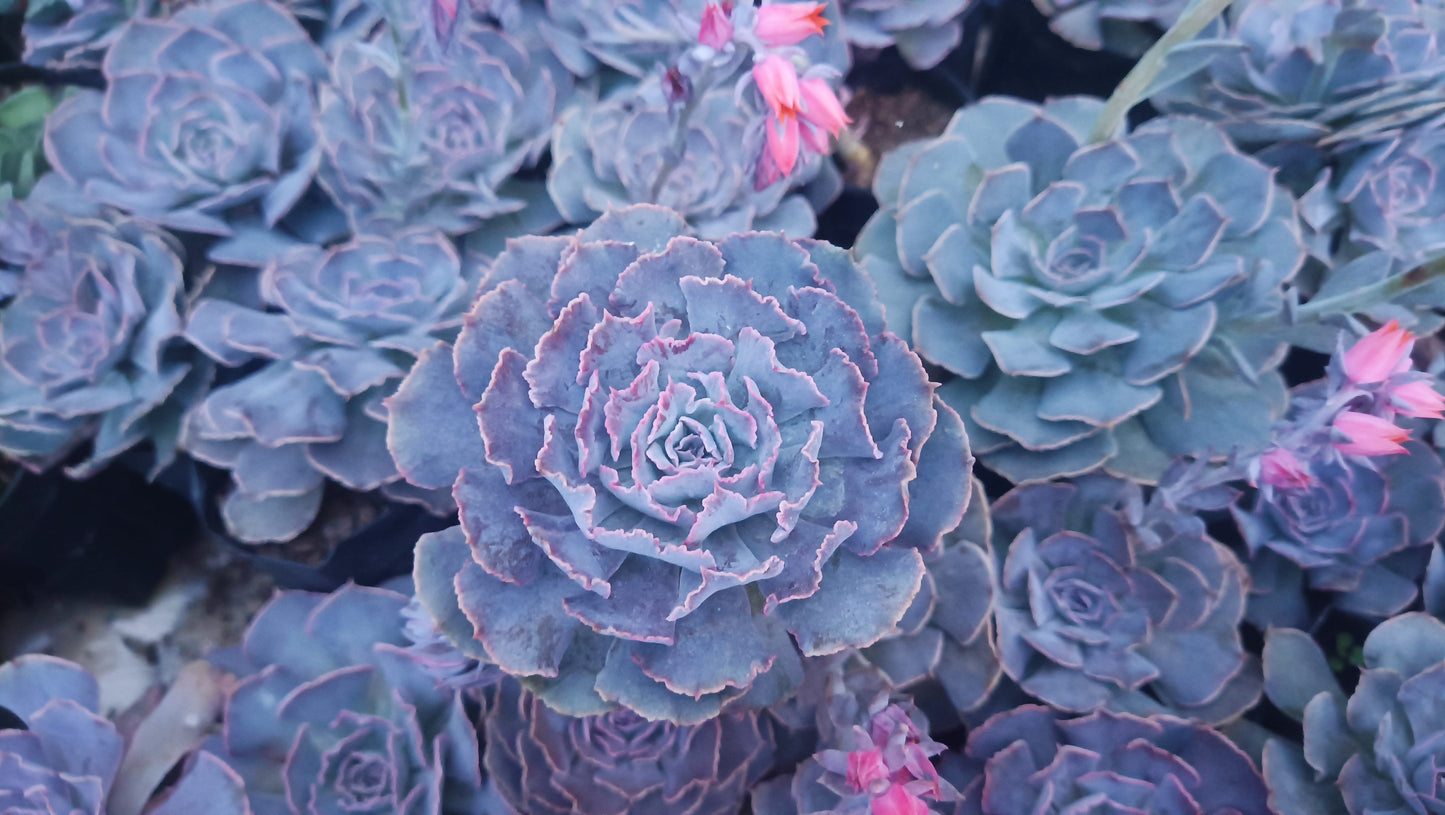 Echeveria Shaviana (Blue Heron): Elevate Your Space with Nature's Beauty - Available at Frek – Bare-Rooted