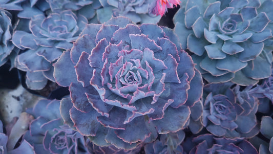 Echeveria Shaviana (Blue Heron): Elevate Your Space with Nature's Beauty - Available at Frek