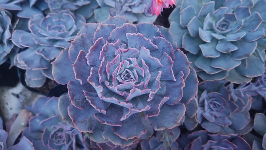 Echeveria Shaviana (Blue Heron): Elevate Your Space with Nature's Beauty - Available at Frek – Bare-Rooted