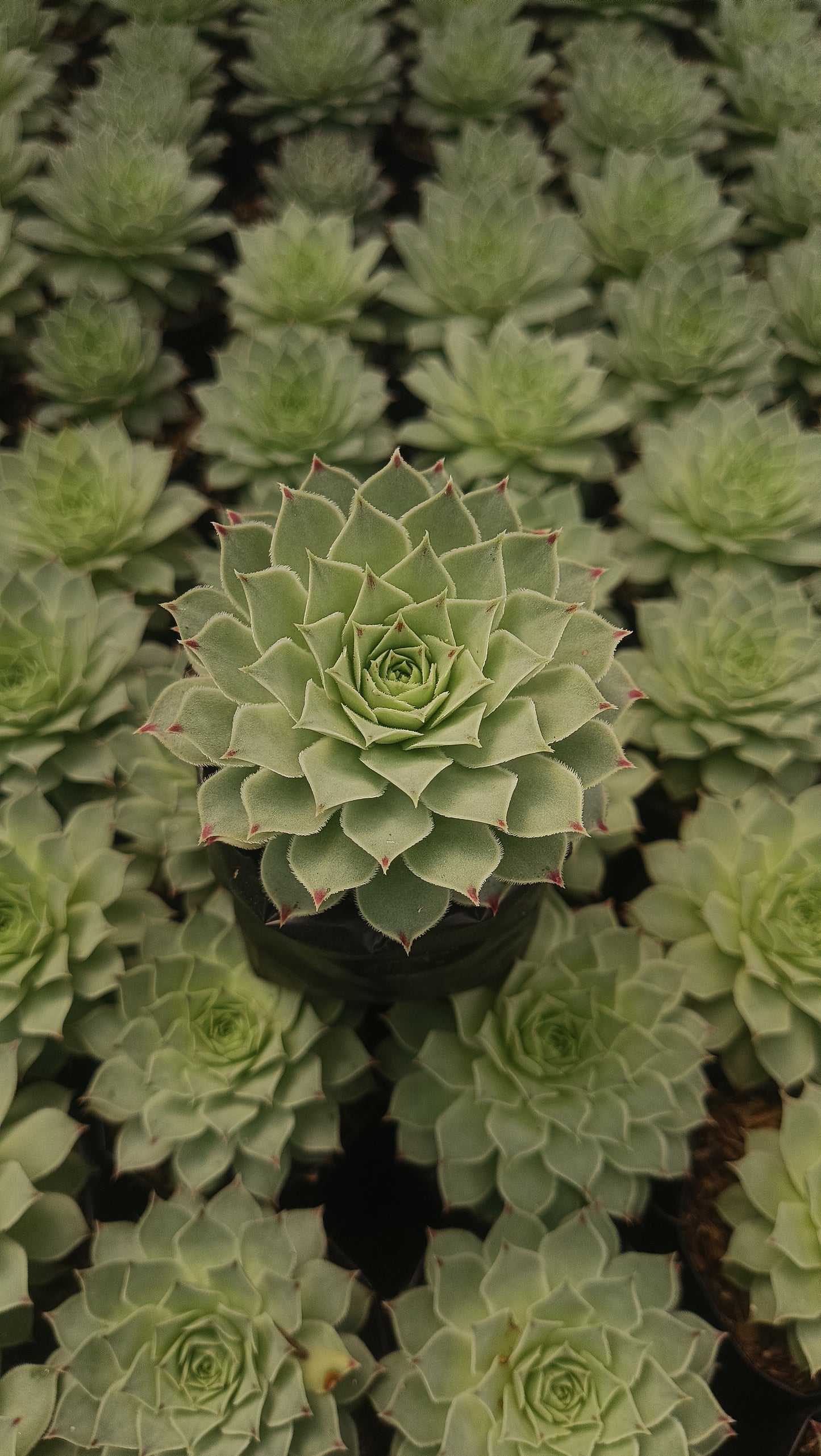 Laxmi Kamal (Sempervivum Green Wheel) Variegeted- Buy now at Frek!