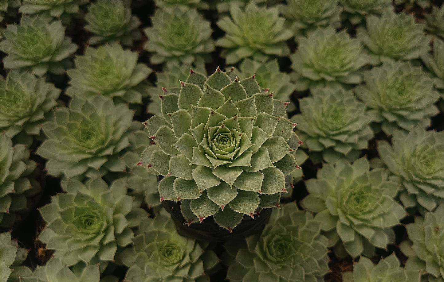 Laxmi Kamal (Sempervivum Green Wheel) Variegeted- Buy now at Frek!