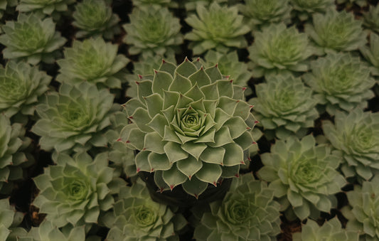 Laxmi Kamal (Sempervivum Green Wheel) Variegeted- Buy now at Frek!
