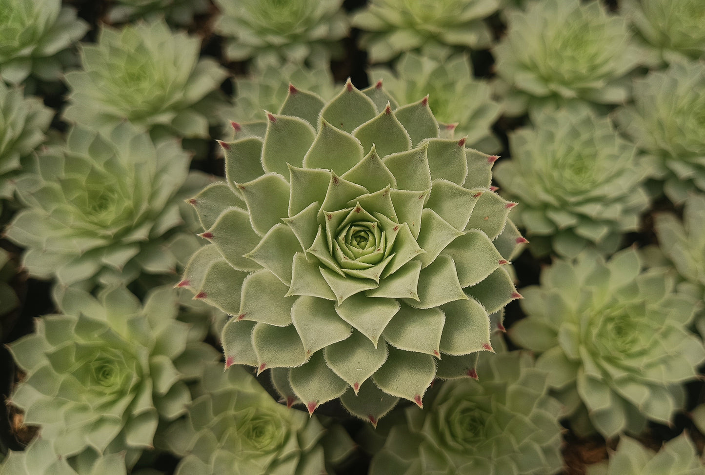 Laxmi Kamal (Sempervivum Green Wheel) Variegeted- Buy now at Frek!