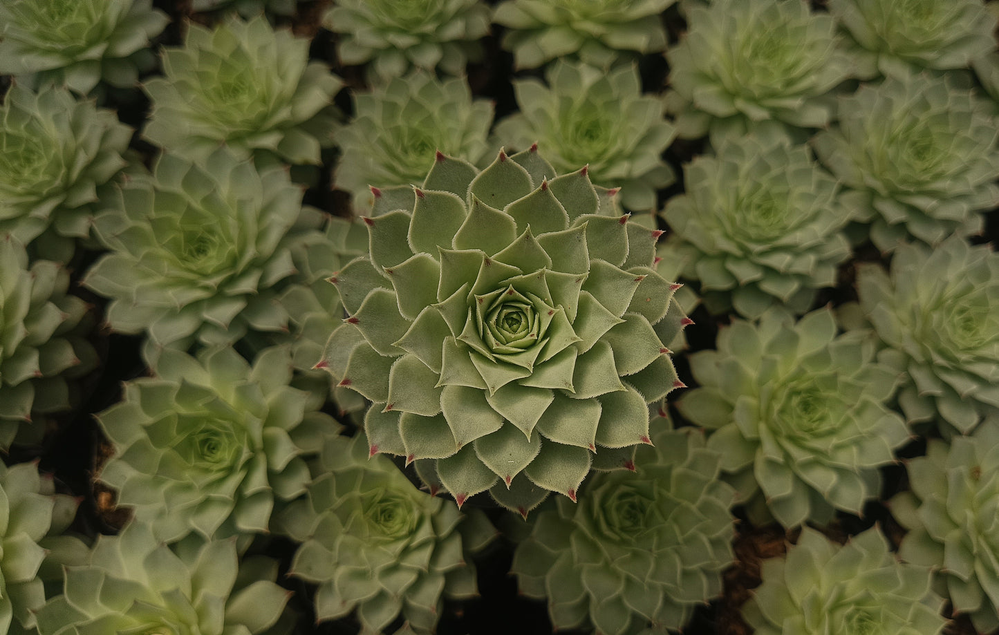Laxmi Kamal (Sempervivum Green Wheel) Variegeted- Buy now at Frek!
