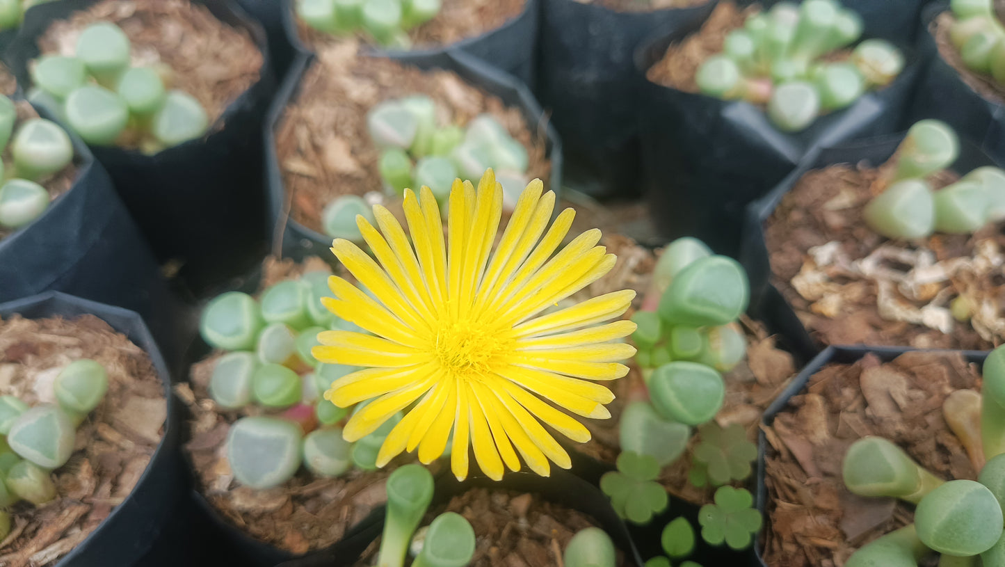 Fenestraria Rhopalophylla (Baby Toes) Succulent: Nature's Little Wonders
