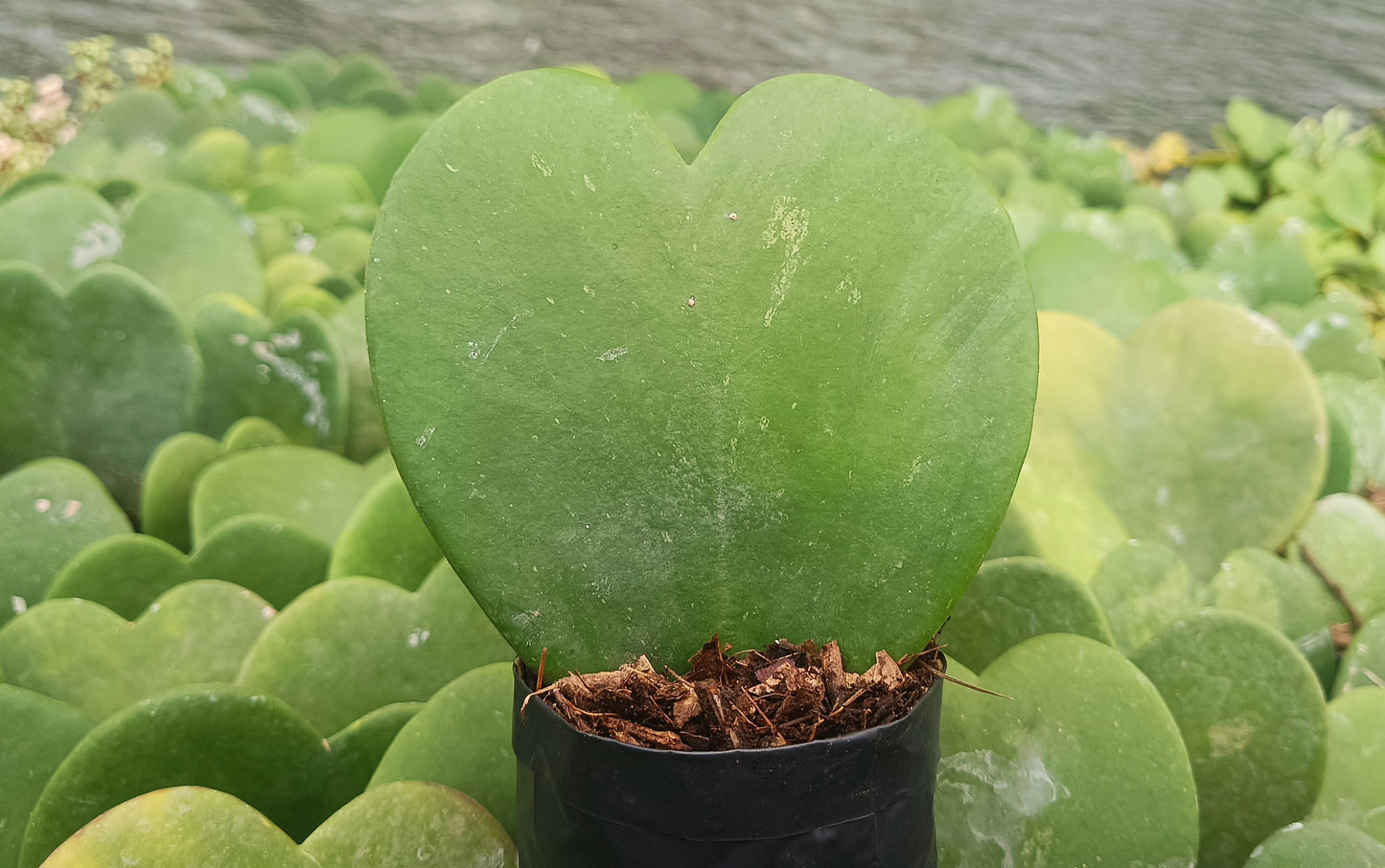 Gift - Hoya Heart Non-Variegated (Single Leaf) – Buy Succulent Online