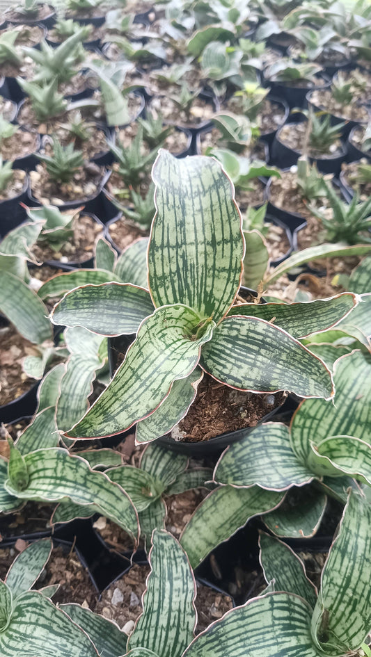 Sansevieria Cleopatra – Rare Snake Plant for Home & Office – Bare-Rooted