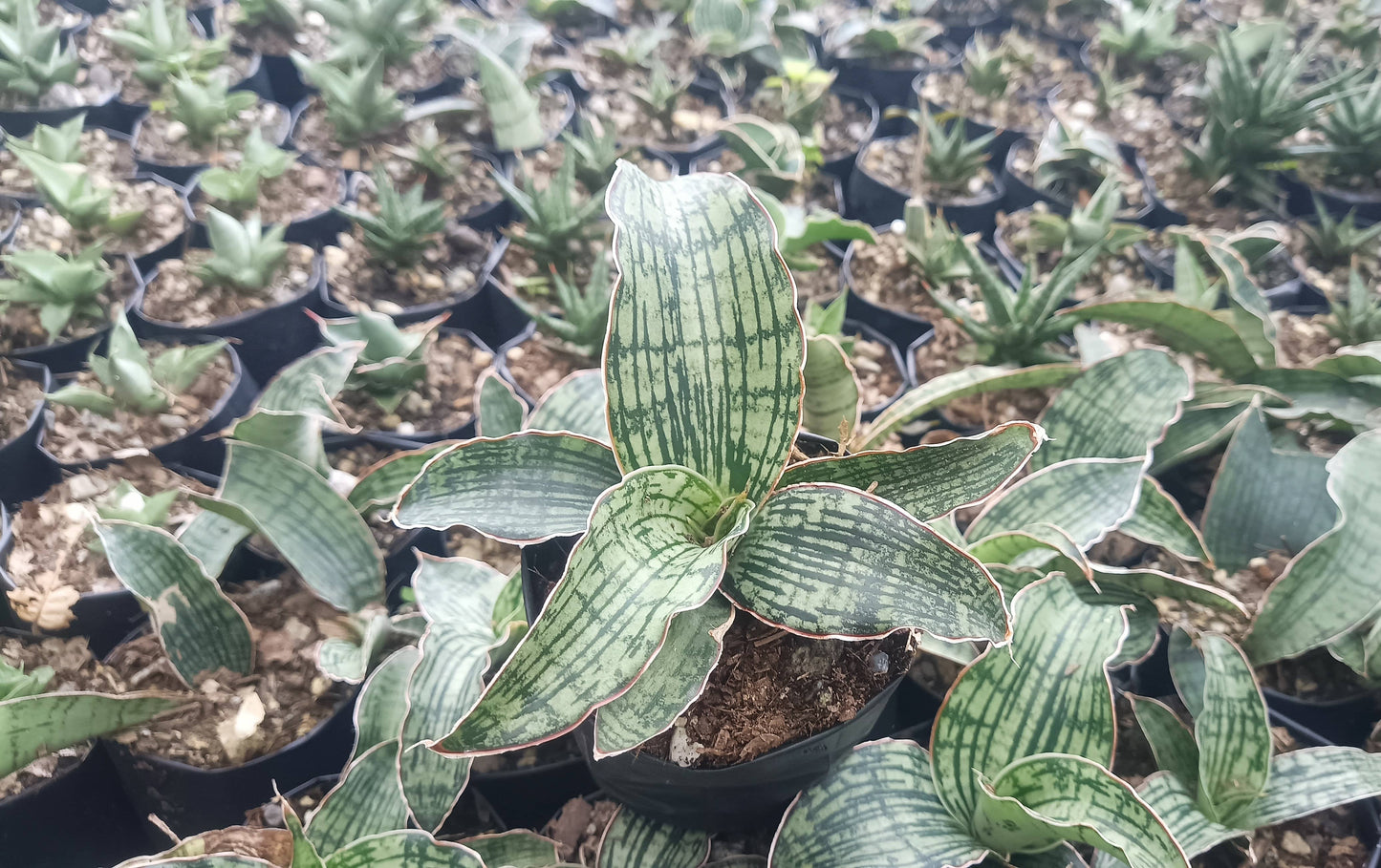 Sansevieria Cleopatra – Rare Snake Plant for Home & Office – Bare-Rooted
