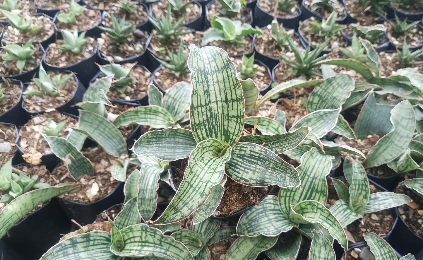 Sansevieria Cleopatra – Rare Snake Plant for Home & Office