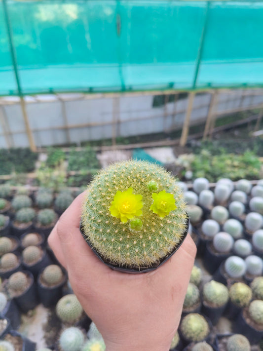 Notocactus Graessneri Cactus (Bare Rooted Live Plant – 3-4 Inches in Diameter)