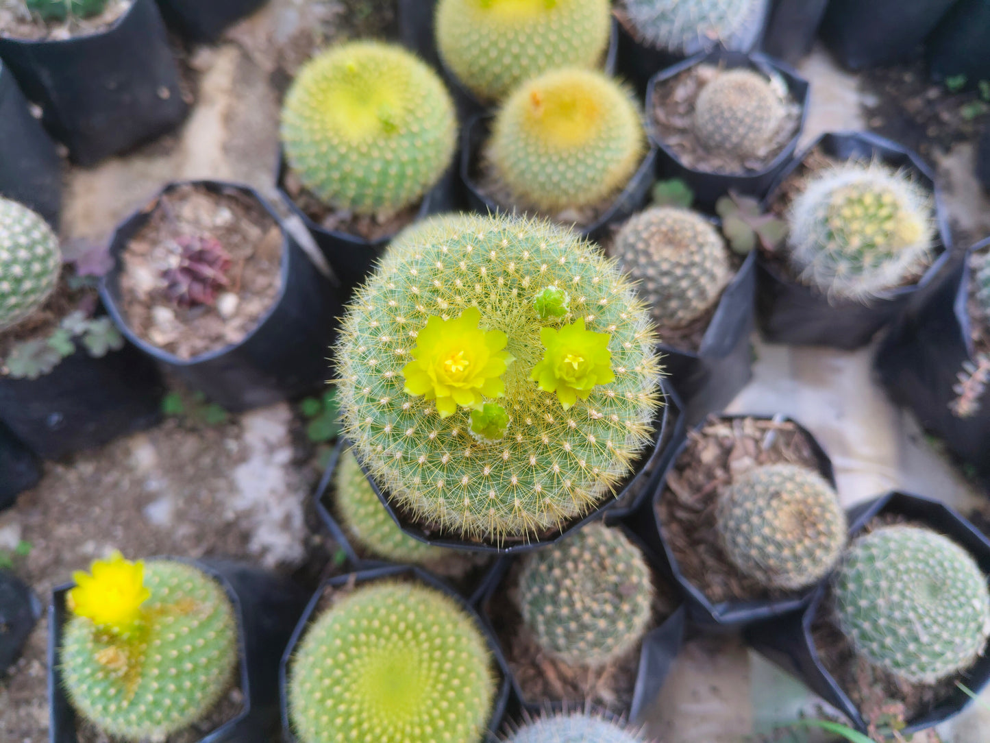 Notocactus Graessneri Cactus (Bare Rooted Live Plant – 3-4 Inches in Diameter)