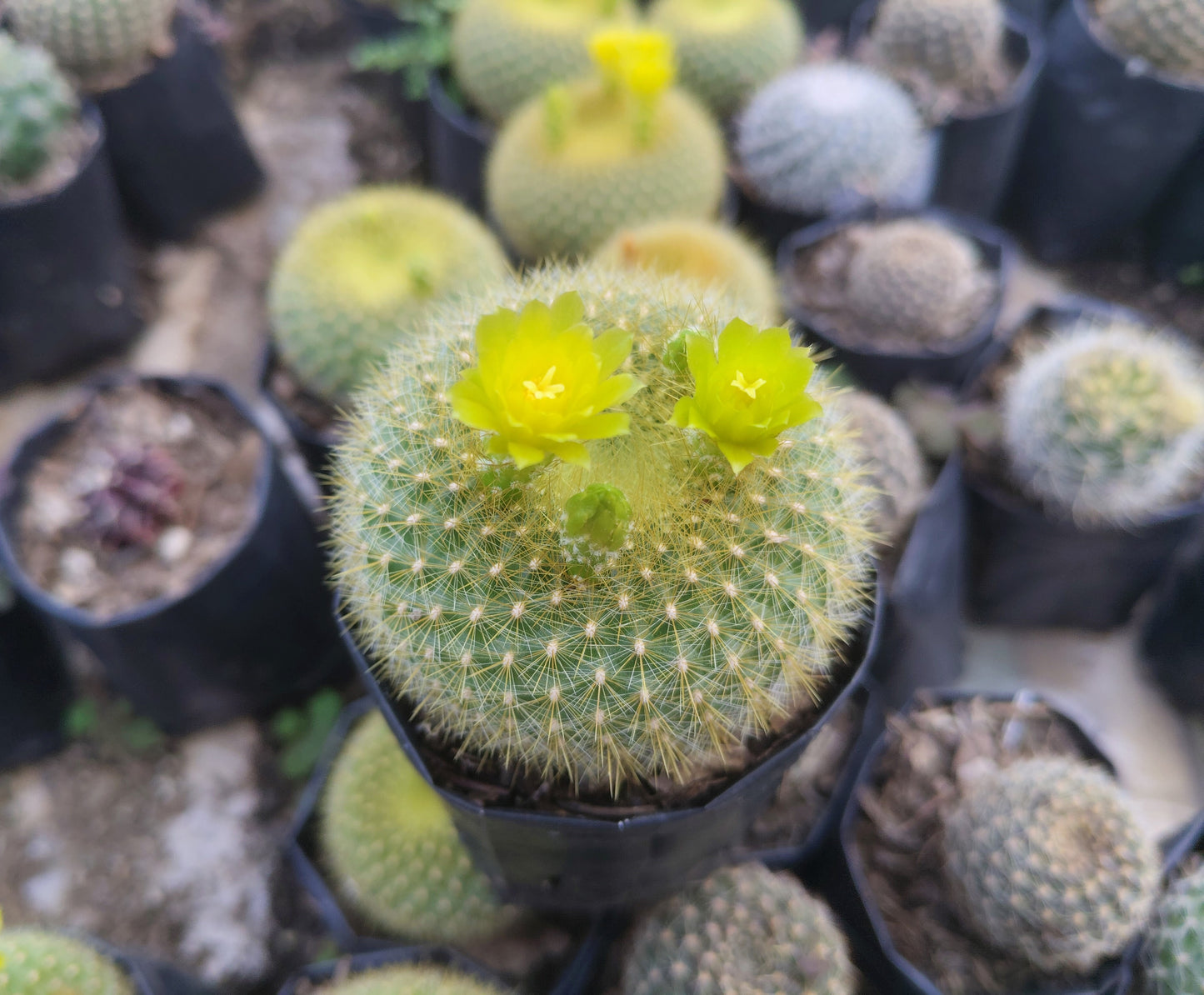 Notocactus Graessneri Cactus (Bare Rooted Live Plant – 3-4 Inches in Diameter)