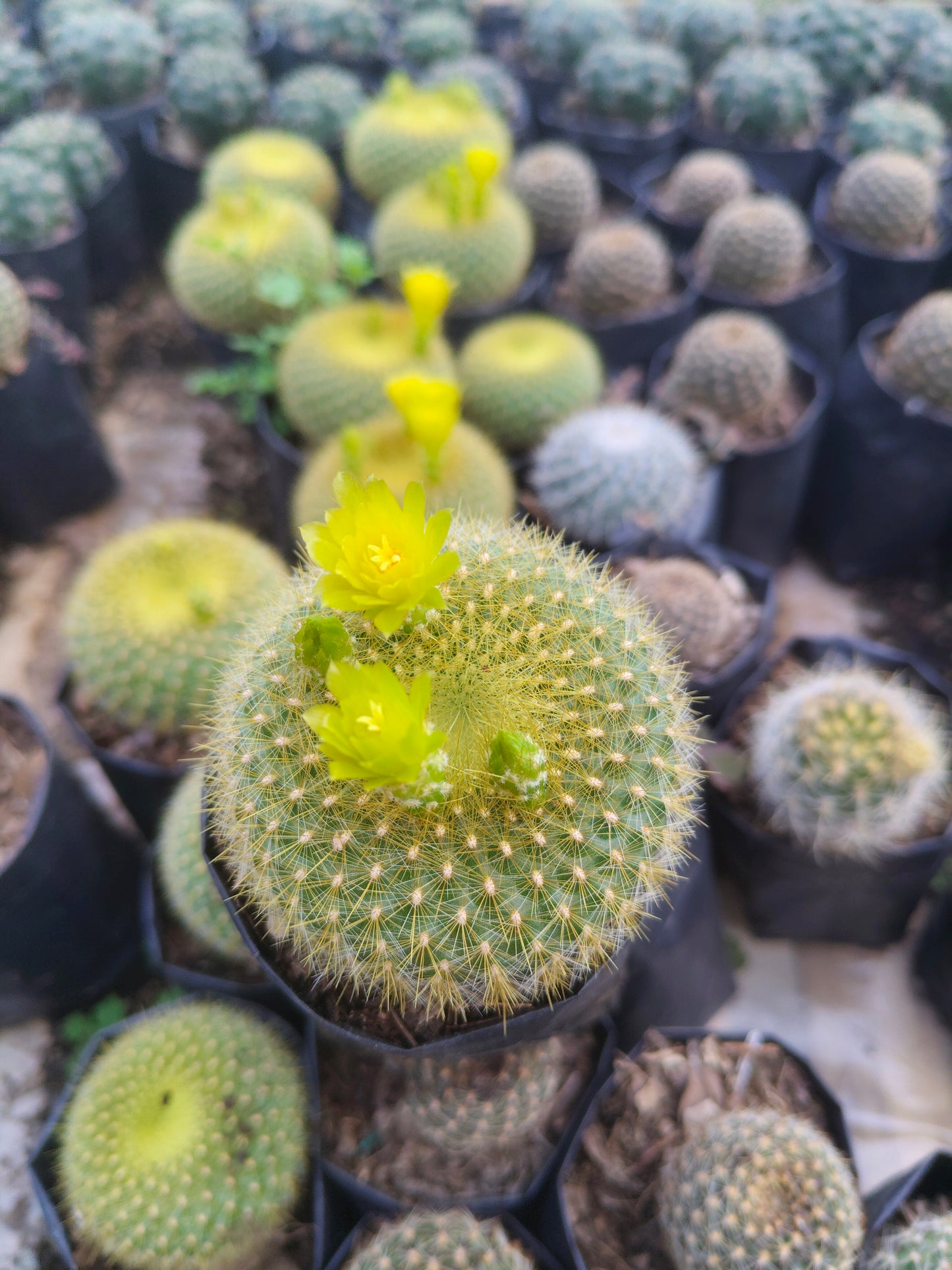 Notocactus Graessneri Cactus (Bare Rooted Live Plant – 3-4 Inches in Diameter)