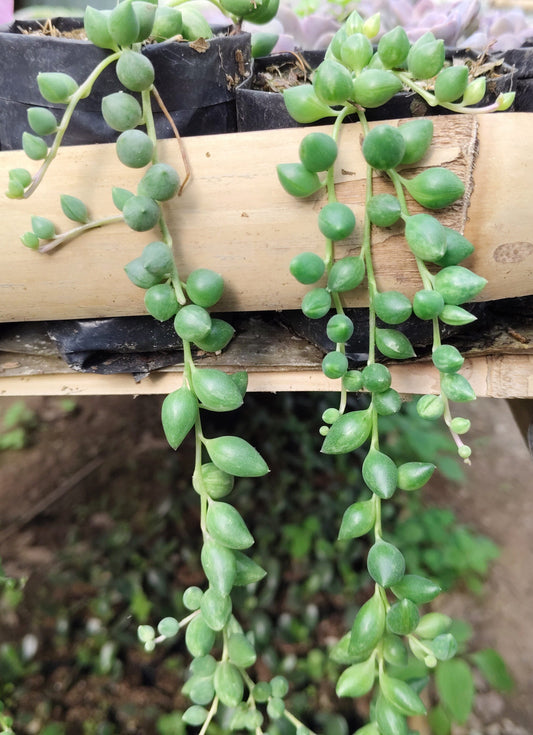 String of Tears (Non-Variegated) – Hanging Succulent Plant | Low Maintenance Indoor Plant – Bare-Rooted