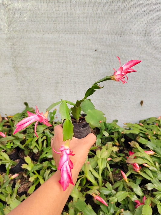 Zygo Christmas Cactus Variegated Pink Live Plant — Well Rooted & Mature | Blooming Indoor Plant | Low Maintenance Succulent