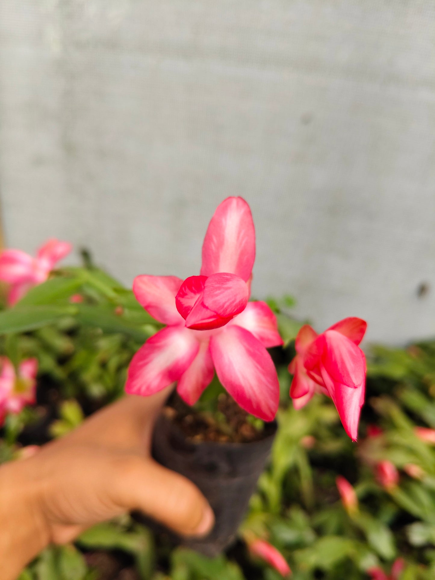 Zygo Christmas Cactus Variegated Pink Live Plant — Well Rooted & Mature