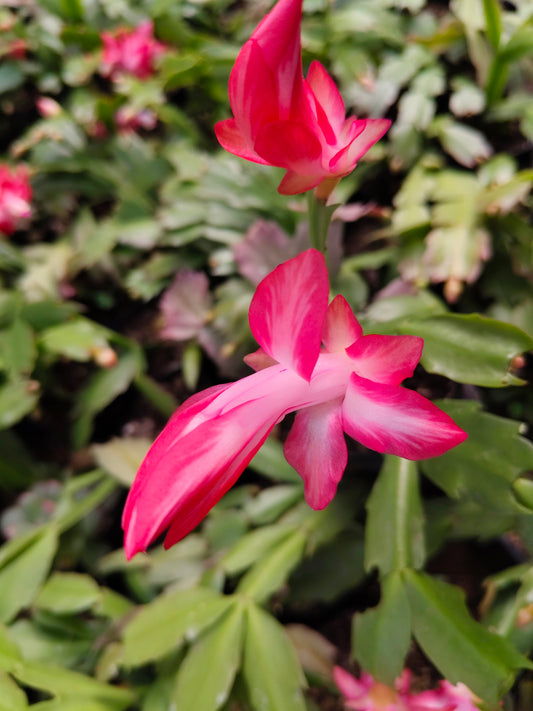 Zygo Christmas Cactus Variegated Pink Live Plant — Well Rooted & Mature
