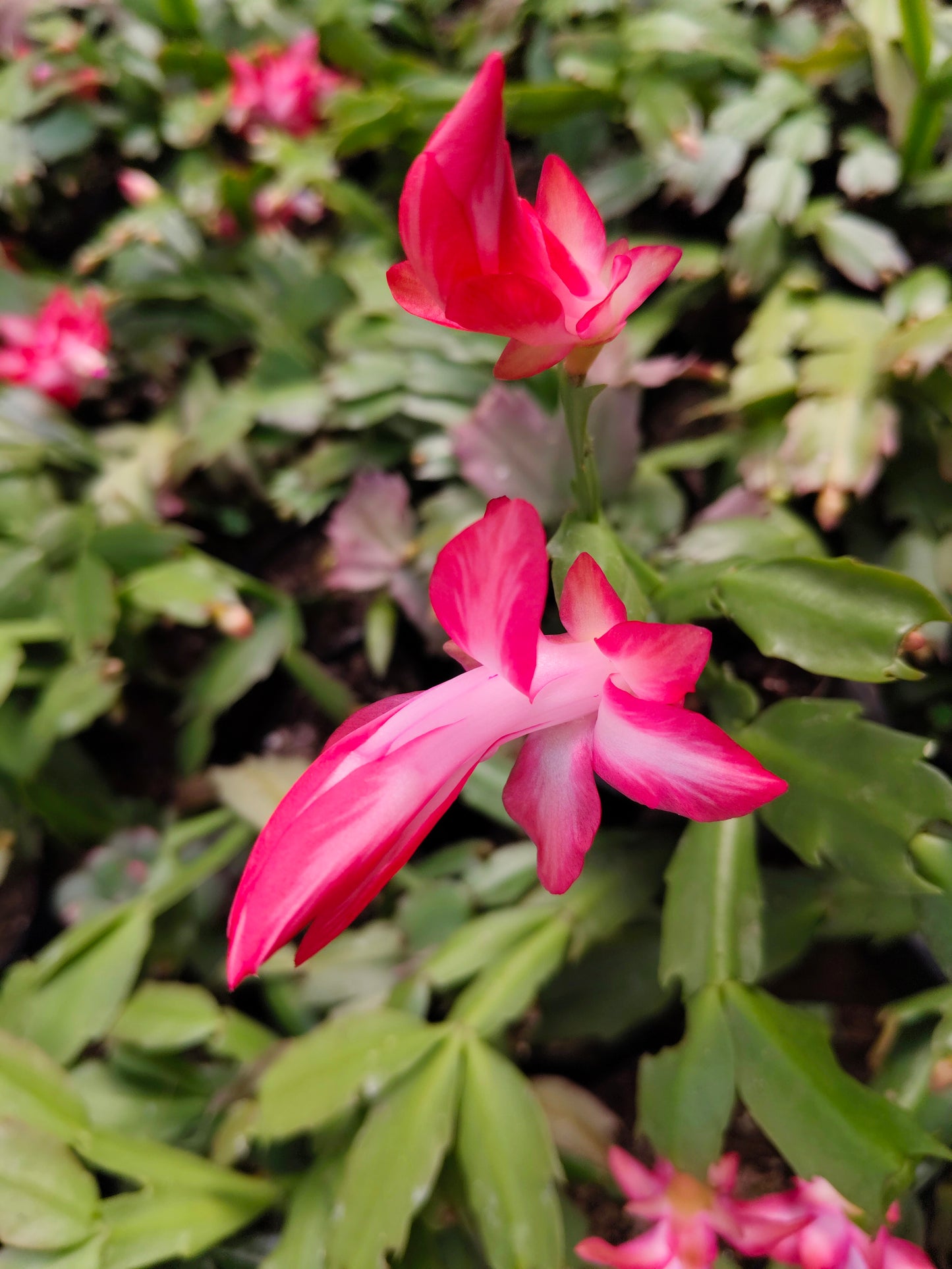 Zygo Christmas Cactus Variegated Pink Live Plant — Well Rooted & Mature