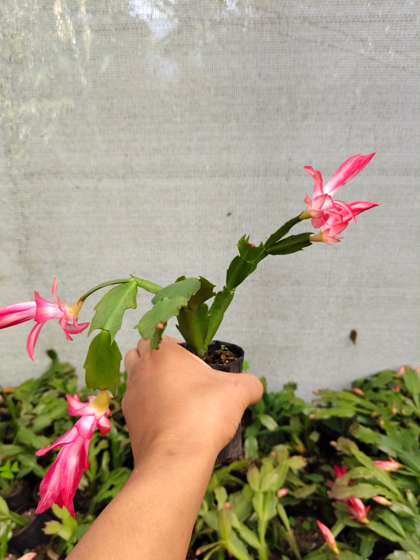 Zygo Christmas Cactus Variegated Pink Live Plant — Well Rooted & Mature