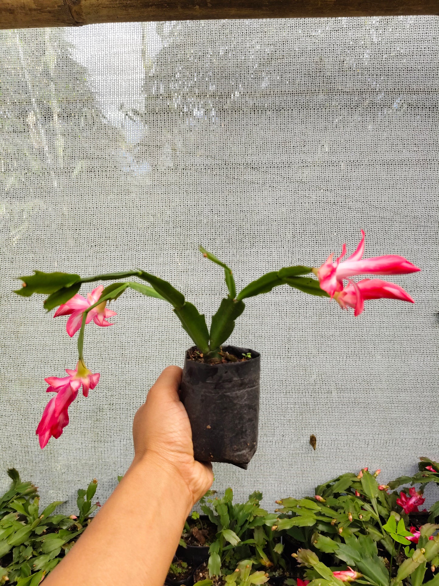 Zygo Christmas Cactus Variegated Pink Live Plant — Well Rooted & Mature
