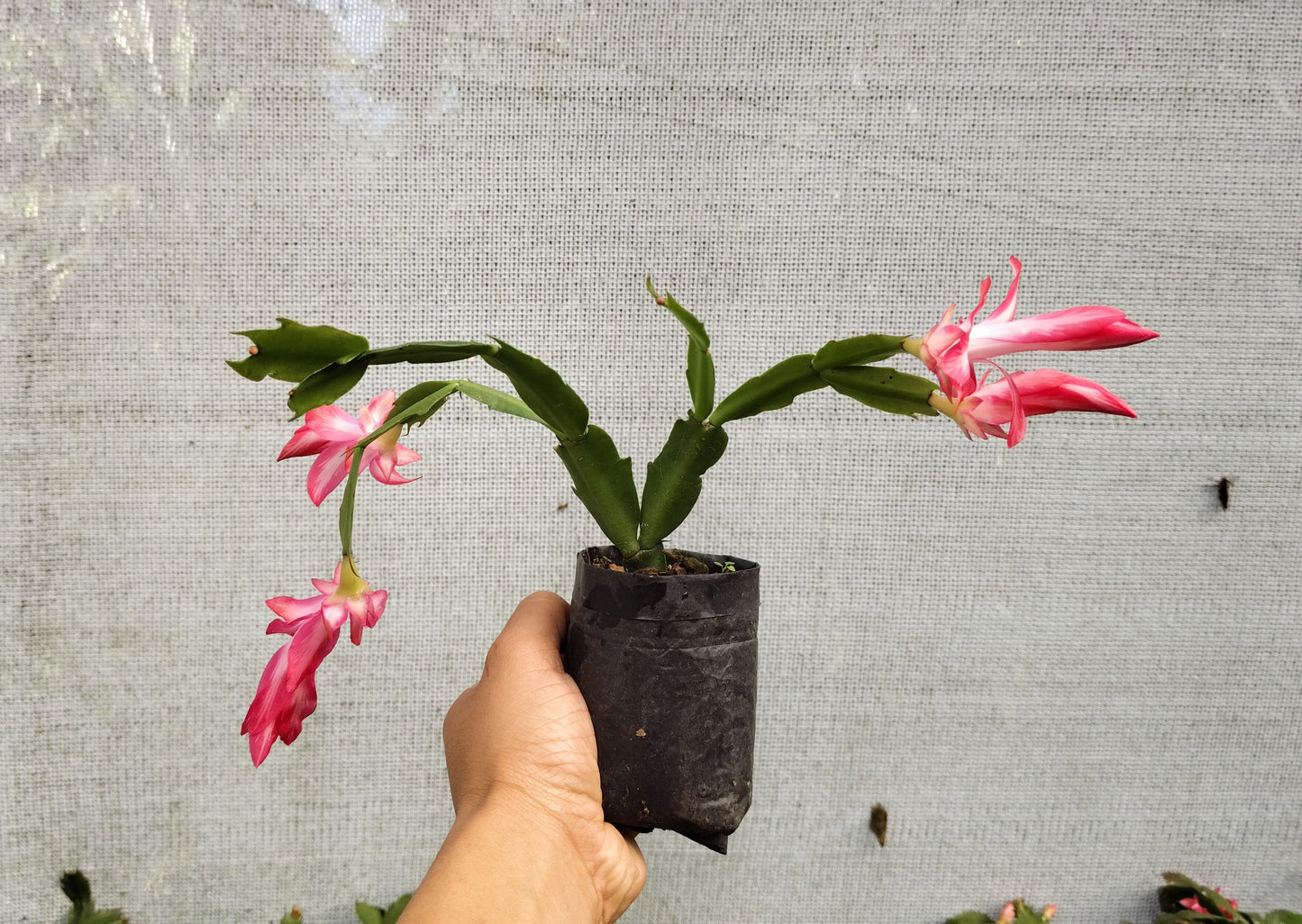 Zygo Christmas Cactus Variegated Pink Live Plant — Well Rooted & Mature