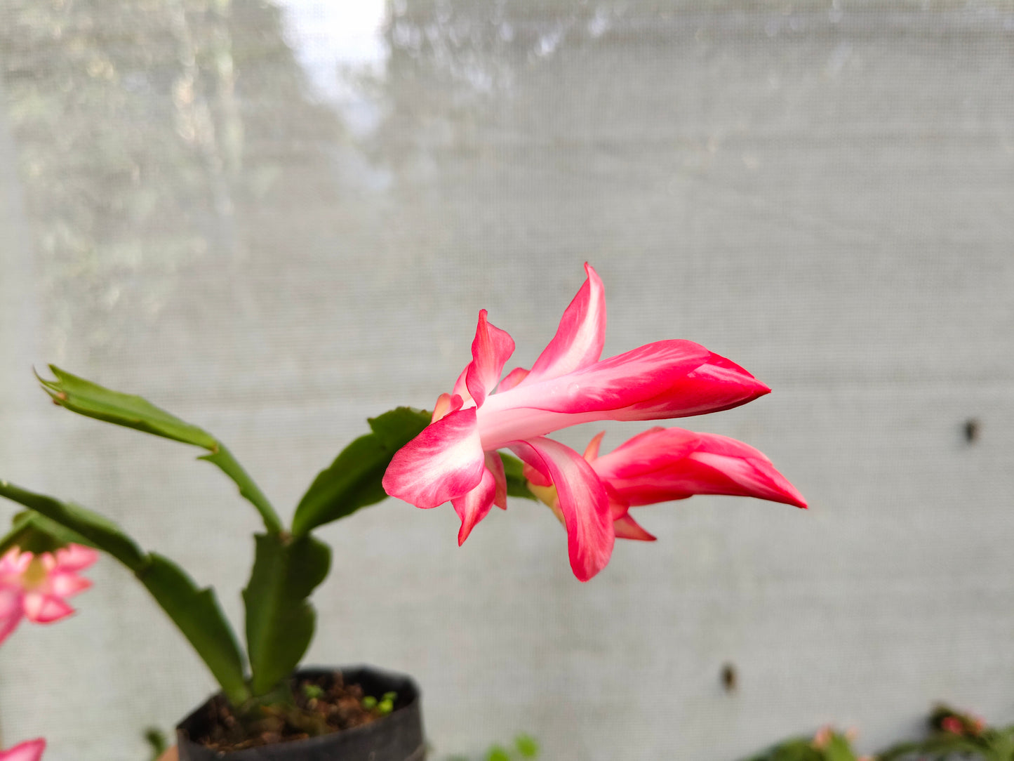 Zygo Christmas Cactus Variegated Pink Live Plant — Well Rooted & Mature