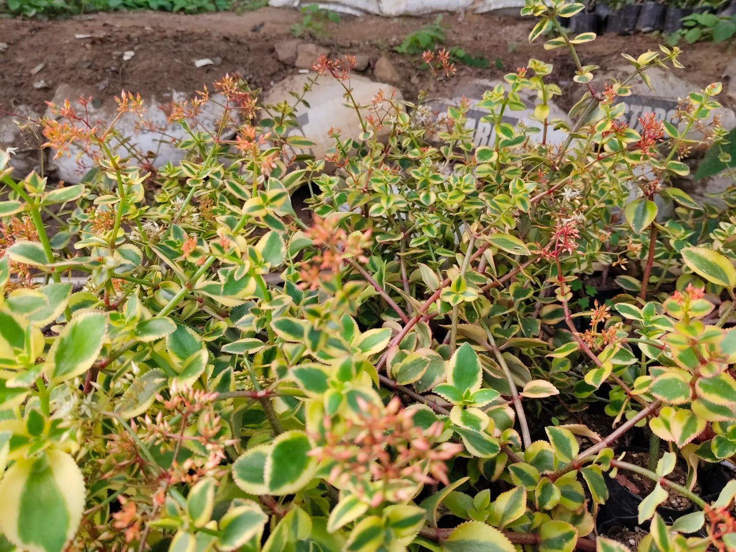 Crassula Sarmentosa Variegated – Trailing Good Luck Succulent – Bare-Rooted