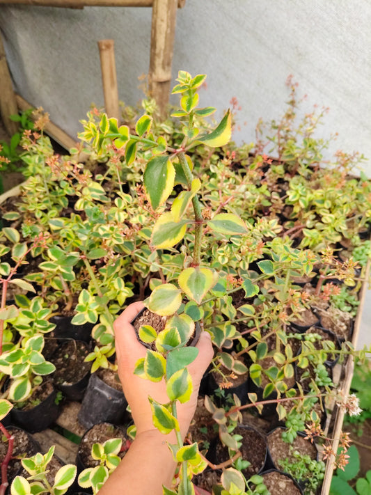 Crassula Sarmentosa Variegated – Trailing Good Luck Succulent – Bare-Rooted - Frek