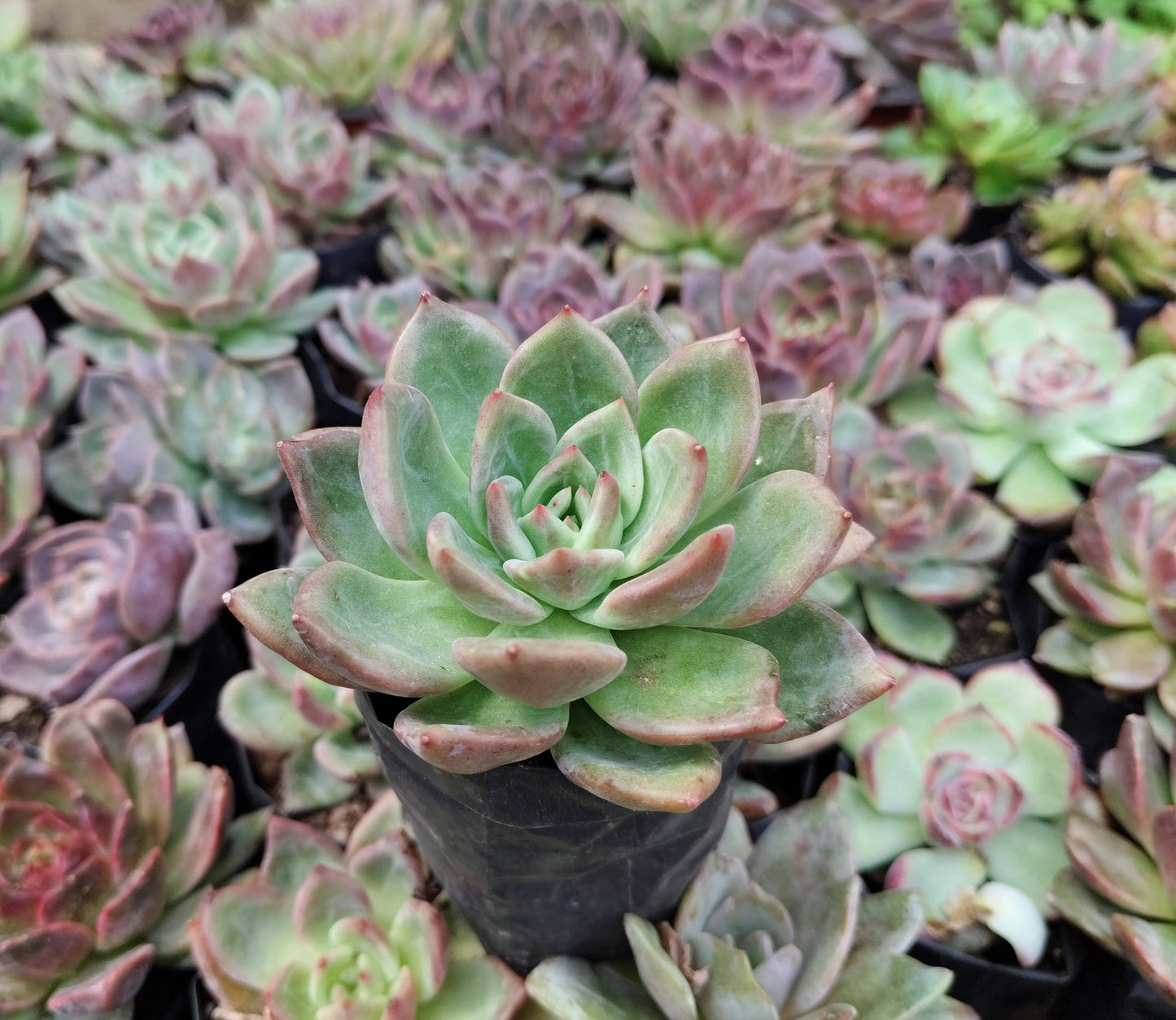 Echeveria ‘Avocado Cream’ – Elegant Succulent Plant | Symbol of Calm, Balance & Growth – Bare-Rooted