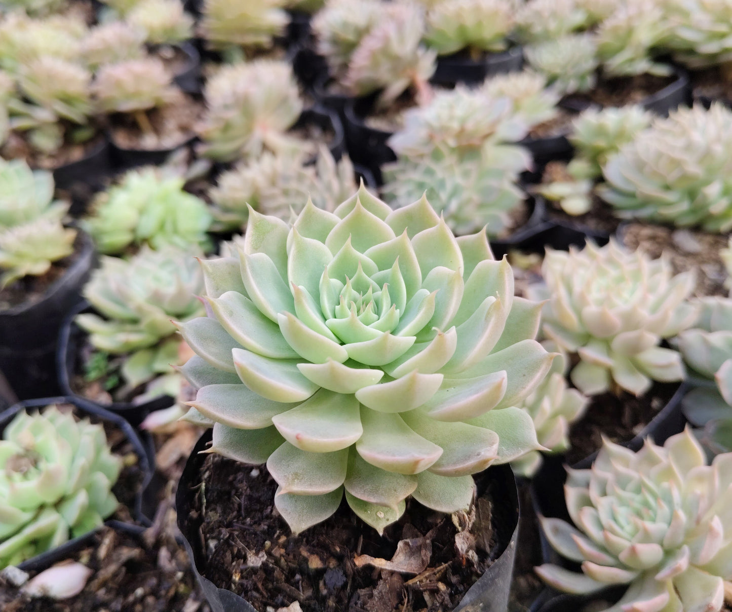 Echeveria Elegans (Mexican Snowball) – Succulent Plant | Symbol of Positivity, Luck & Growth