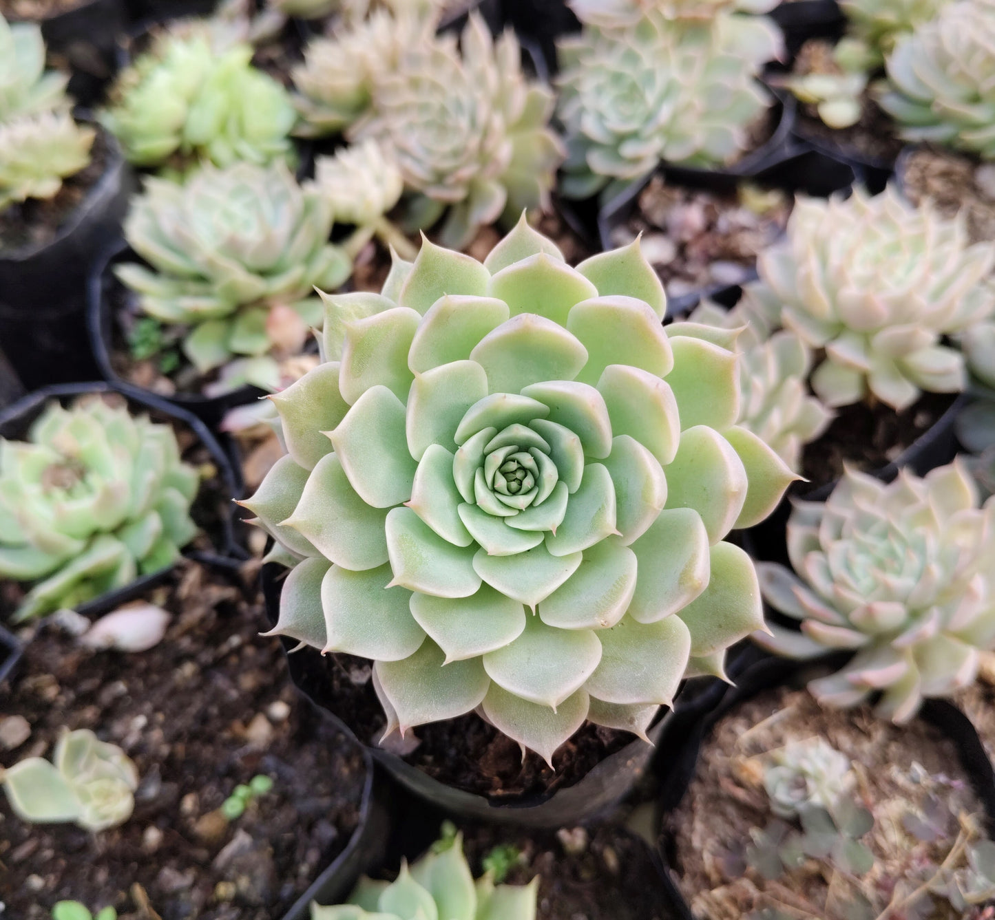 Echeveria Elegans (Mexican Snowball) – Succulent Plant | Symbol of Positivity, Luck & Growth