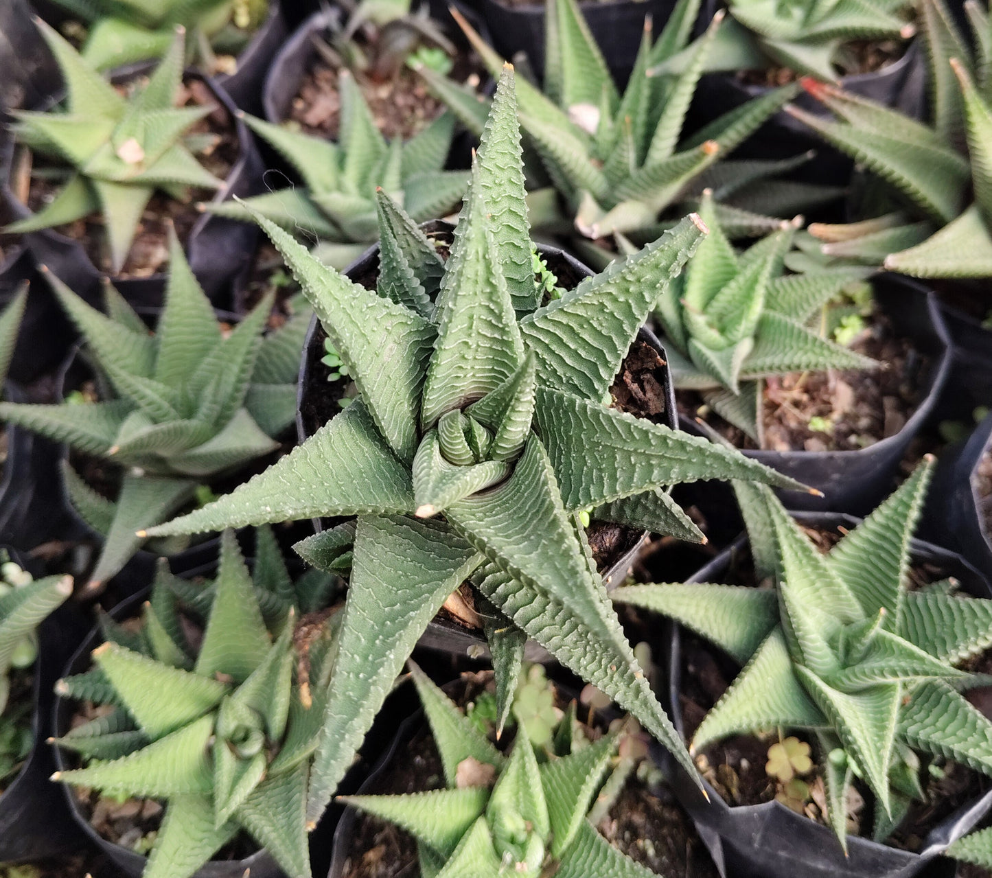 Haworthia Limifolia (Non-Variegated) – Lucky Succulent Plant | Air Purifying Indoor Plant | Symbol of Strength & Positivity