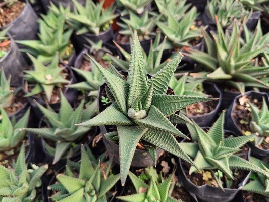 Haworthia Limifolia (Non-Variegated) – Bare Rooted Lucky Succulent Plant | Air Purifying Indoor Plant | Symbol of Strength & Positivity