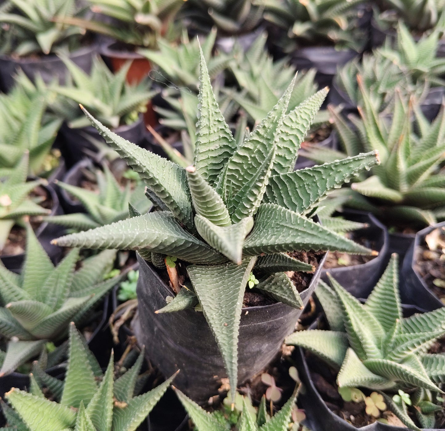 Haworthia Limifolia (Non-Variegated) – Lucky Succulent Plant | Air Purifying Indoor Plant | Symbol of Strength & Positivity