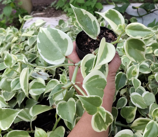 Money Plant (Variegated Pothos) – Air Purifying Indoor Plant | Easy Care Vine | Vastu Plant | Lucky Plant for Home - Bare-Rooted