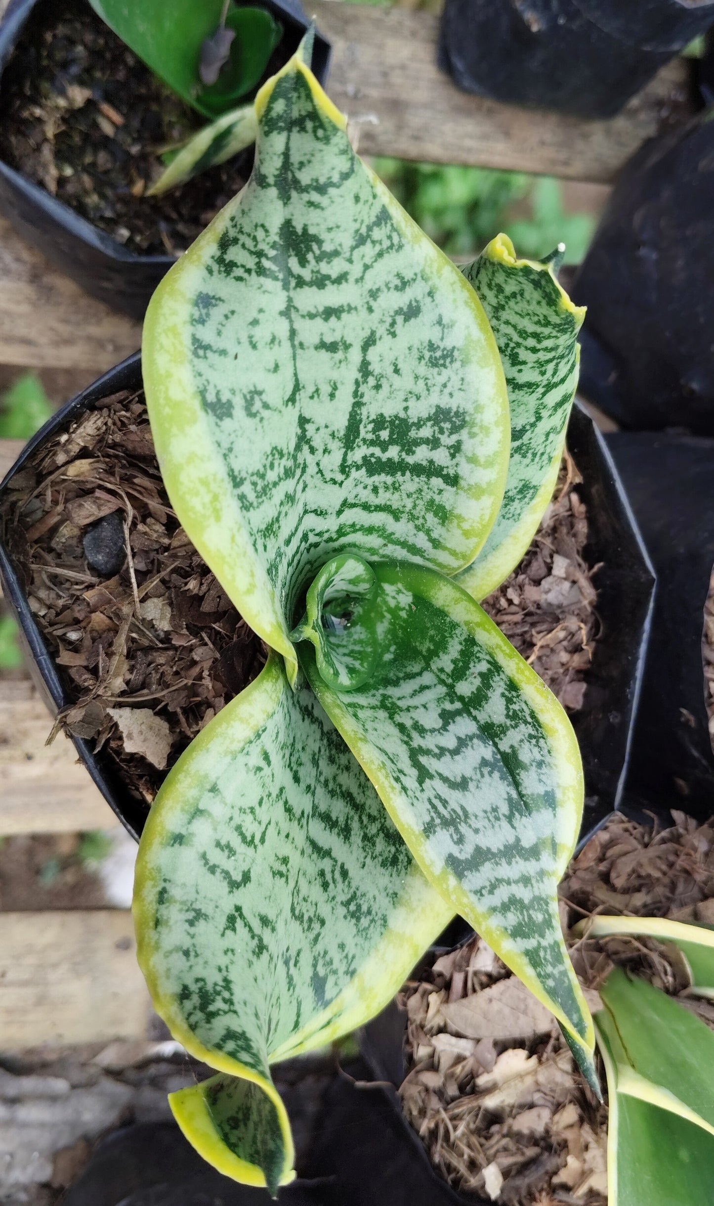 Sansevieria Twister (Tsunami Snake Plant) – Air Purifying Indoor Plant
