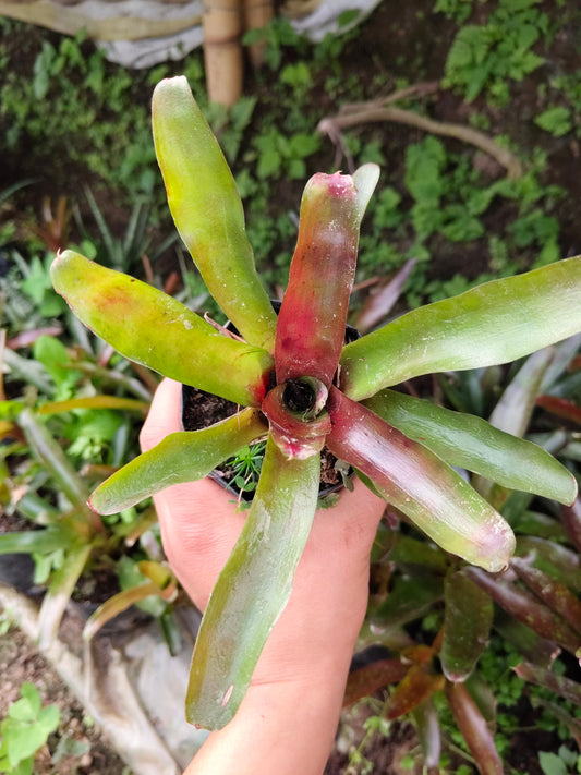 Bromeliad Neoregelia ‘Lyda’s Pride’ – Exotic Indoor Plant | Air Purifying Tropical Beauty – Bare-Rooted