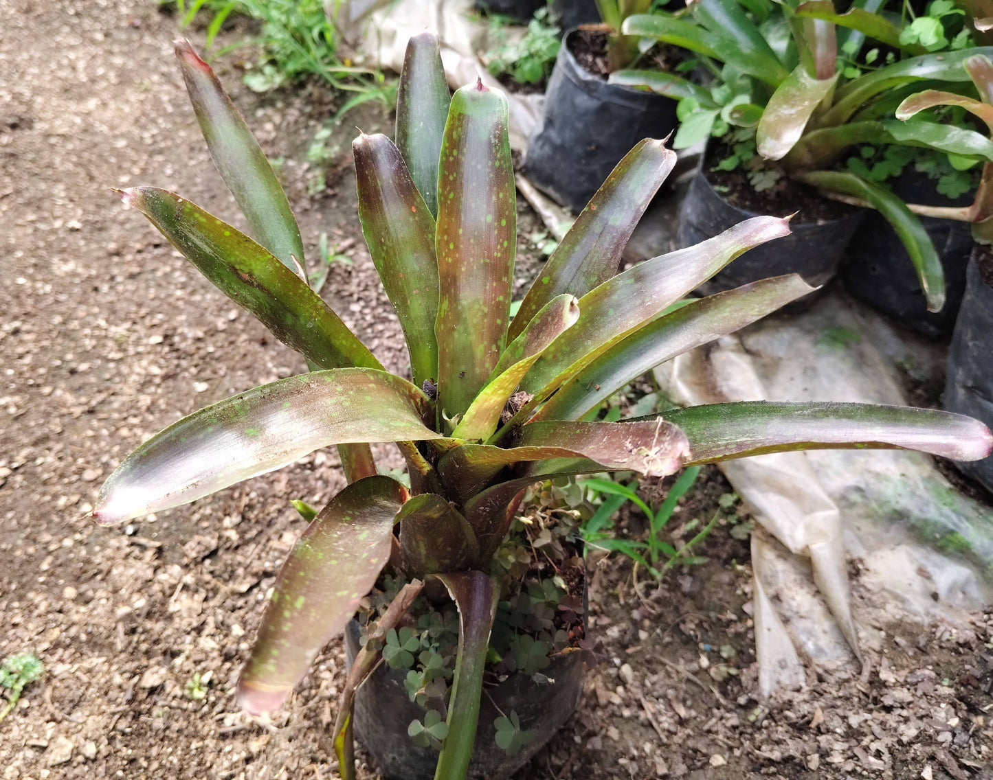 Bromeliad Neoregelia ‘Lyda’s Pride’ – Exotic Indoor Plant | Air Purifying Tropical Beauty – Bare-Rooted