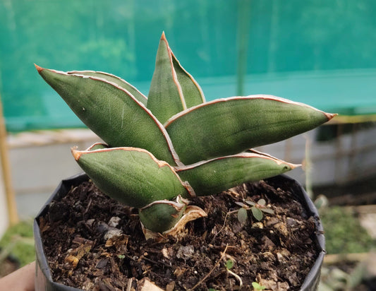 Sansevieria Samurai Ehrenbergii cv. – Dwarf Snake Plant | Air Purifying Indoor Succulent – Bare-Rooted