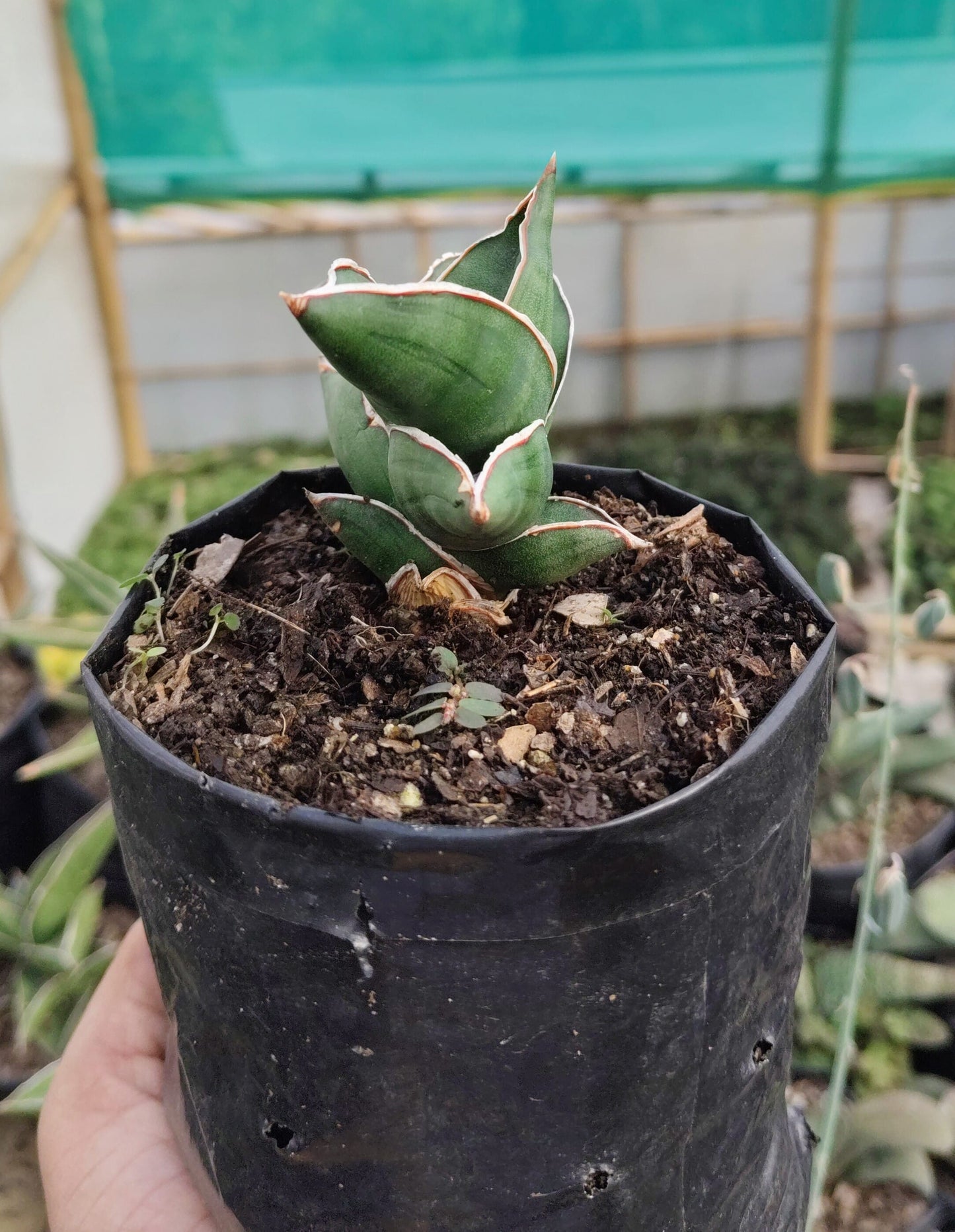 Sansevieria Samurai Ehrenbergii cv. – Dwarf Snake Plant | Air Purifying Indoor Succulent – Bare-Rooted