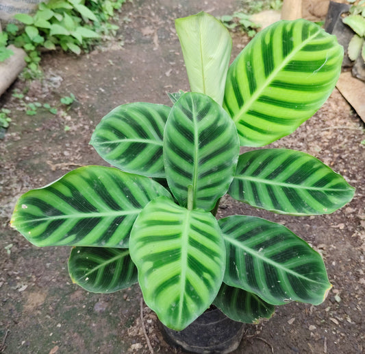 Goeppertia Zebrina (Calathea Zebrina) – Zebra Plant | Low-Light Indoor Plant for Home & Office – Bare-Rooted