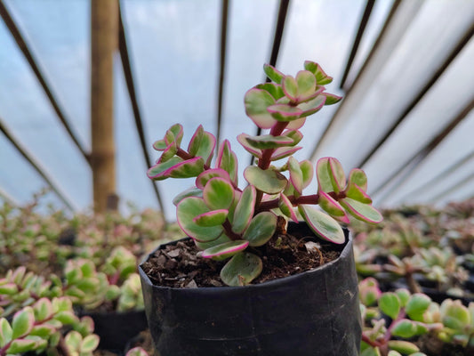 Good Luck Mini Jade Bare-Rooted Plant (Portulacaria Afra Variegated) – Symbol of Prosperity & Positive Energy | Low Maintenance Indoor Plant