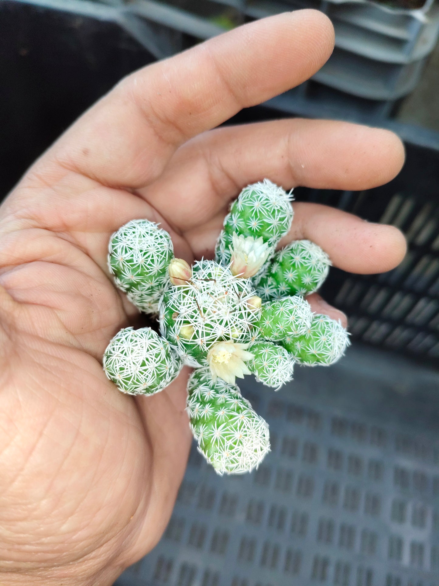 Mammillaria Vetula, The Thimble cactus (Nipple Cactus)