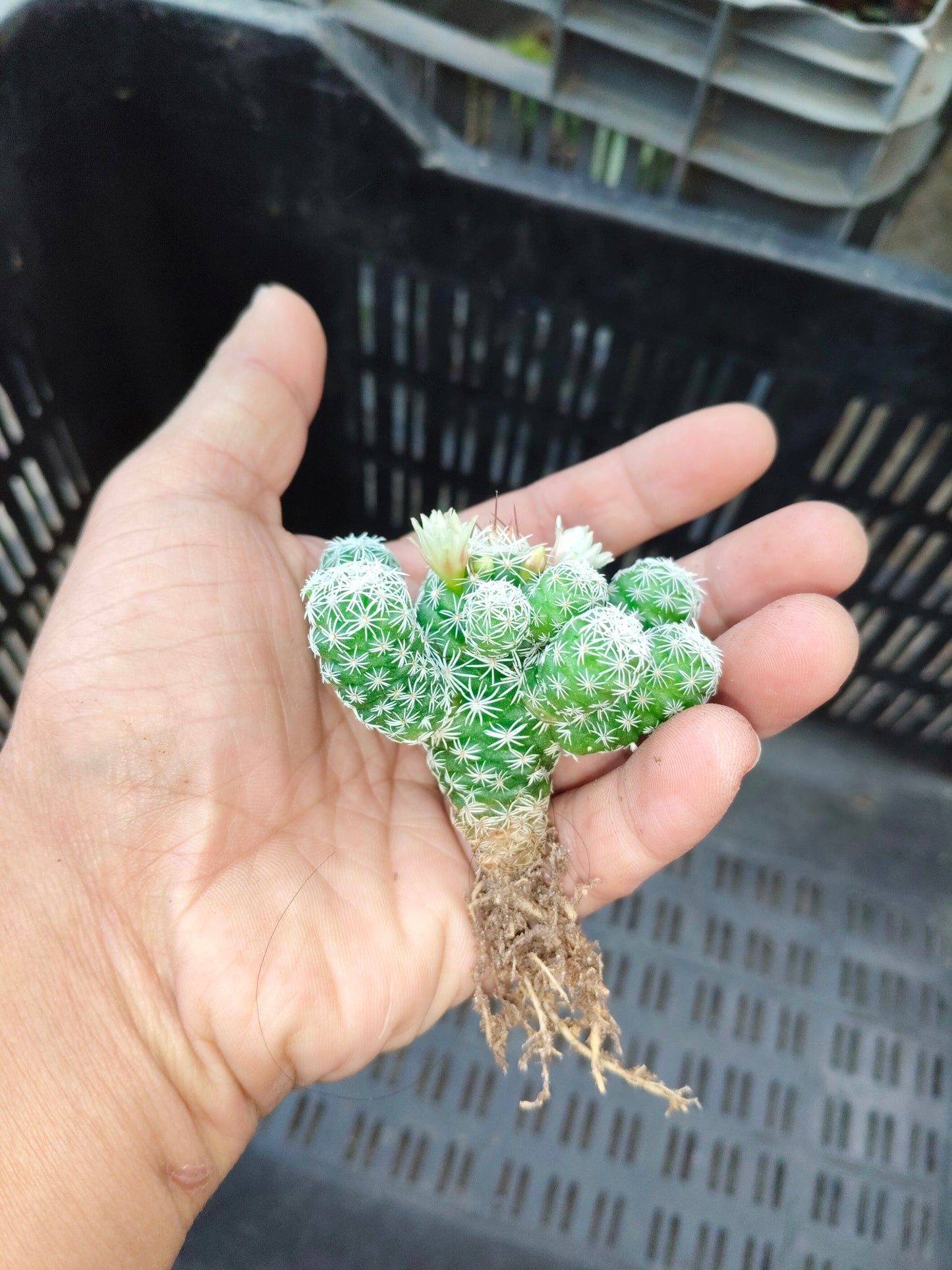 Mammillaria Vetula, The Thimble cactus (Nipple Cactus)