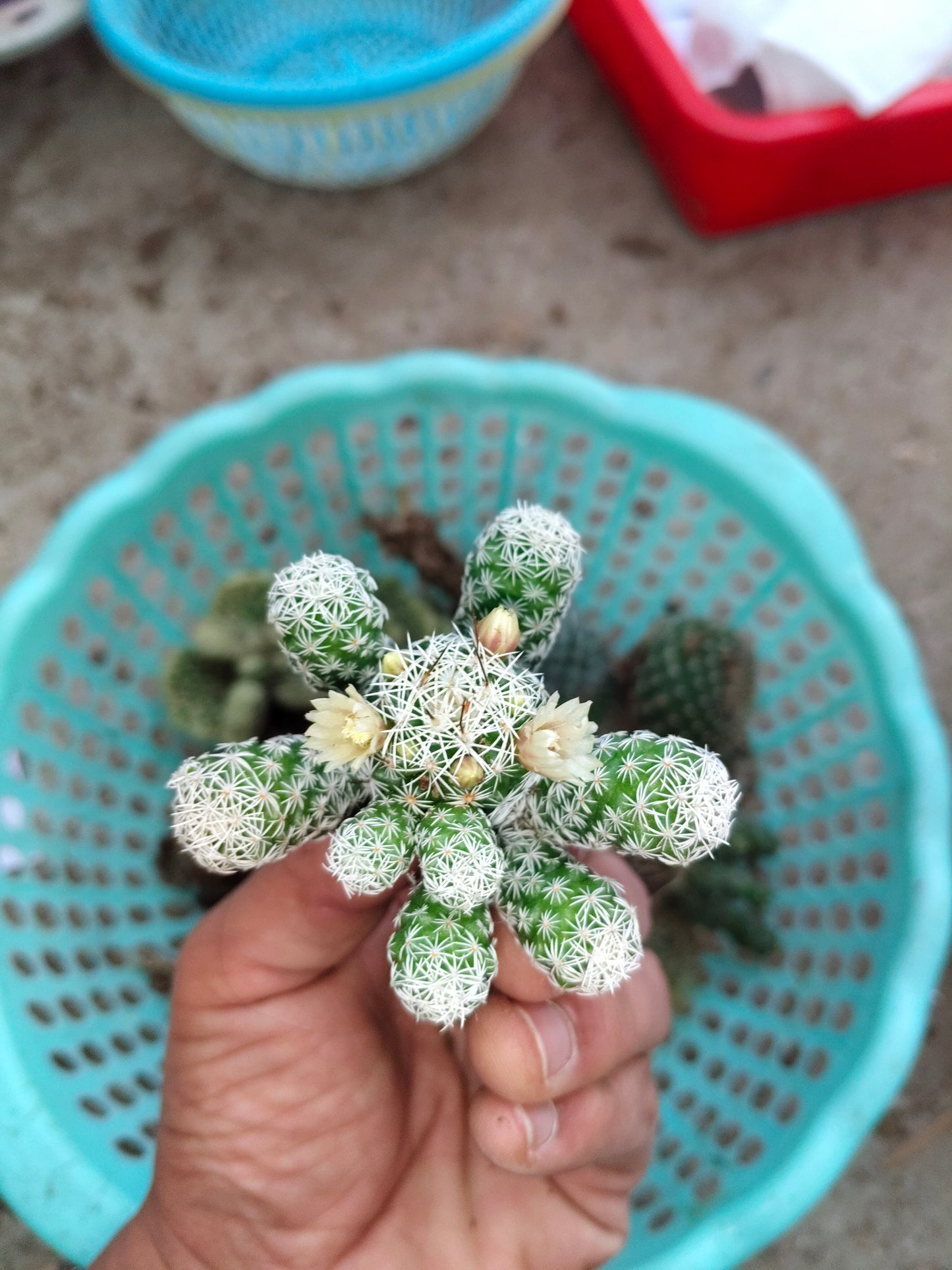 Mammillaria Vetula, The Thimble cactus (Nipple Cactus)