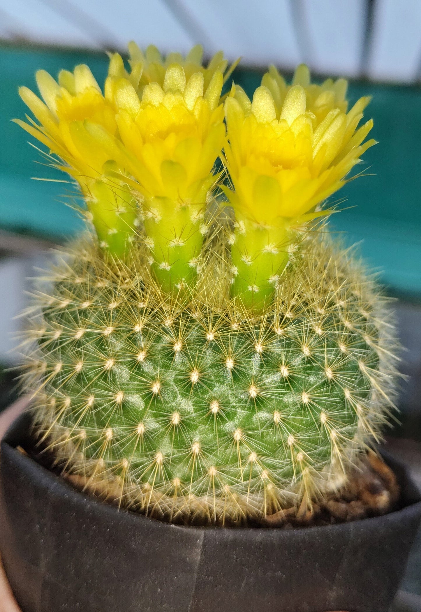 Notocactus Graessneri Cactus (Bare Rooted Live Plant – 3-4 Inches in Diameter)